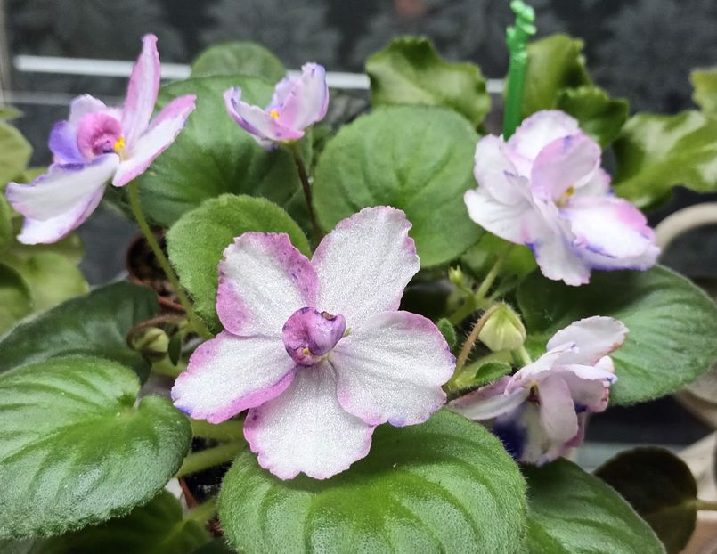  - MK - Veter Peremen chimera