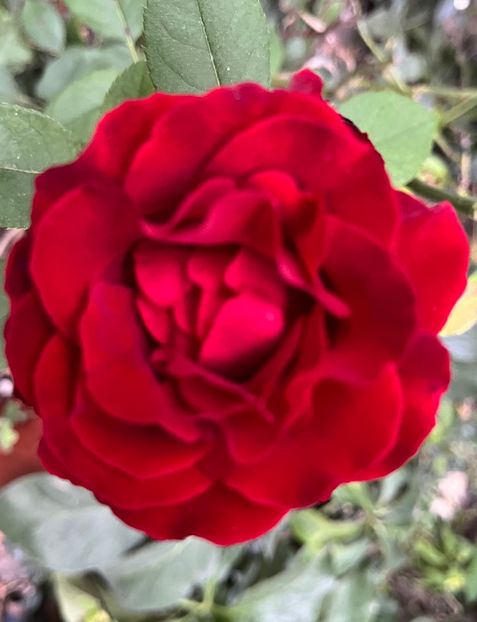 6CD164A7-E7A7-46C5-AE59-0880BC67EB59 - Trandafiri 2023 3 2024