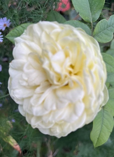 D67CC814-BEA6-4F11-9891-B939EBA8DD15 - Trandafiri 2023 3 2024