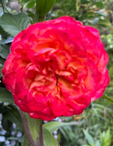 53AF1DA3-0FE4-43C1-BD42-41A37680D2BD - Trandafiri 2023 3 2024