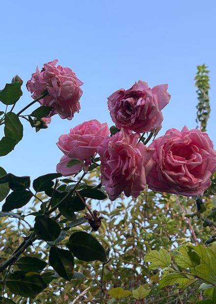 2438840D-1371-4A13-B81B-B4DE3AB17107 - Trandafiri 2023 3 2024