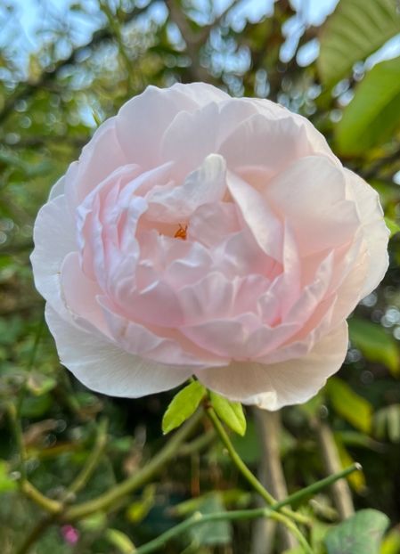 776916E4-3E42-4728-A701-BBE83B218F61 - Trandafiri 2023 3 2024