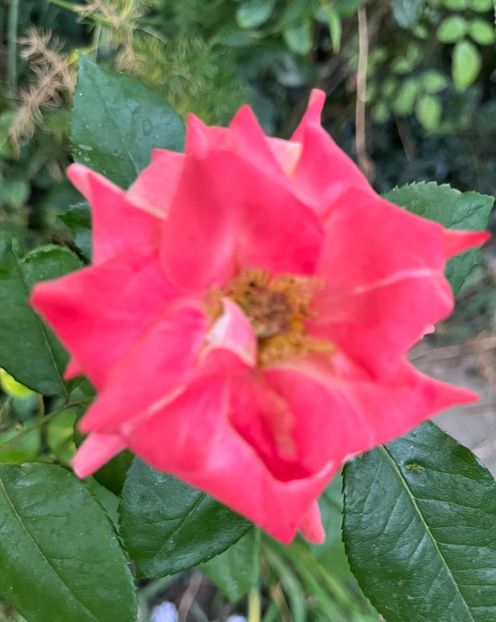 CE08B956-C09A-40AF-AE4D-E5DE5AF3ECC0 - Trandafiri 2023 3 2024