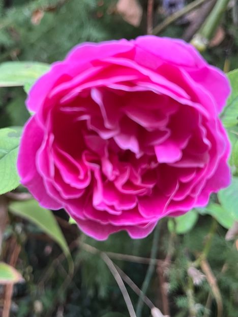 546BED11-E75C-463A-9E11-2A52B5CE5F12 - Trandafiri 2023 3 2024