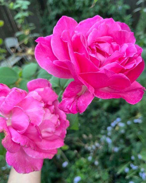 424ED5C6-39D0-45DB-A972-993B5E1B912A - Trandafiri 2023 3 2024