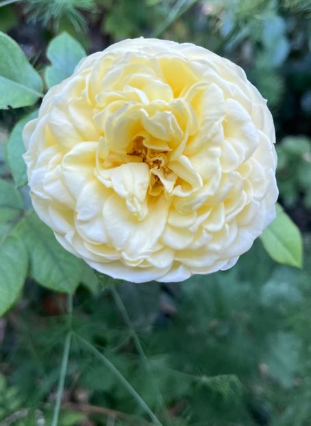 B0439FB4-B047-485D-9B16-16F7DE6AFFBA - Trandafiri 2023 3 2024