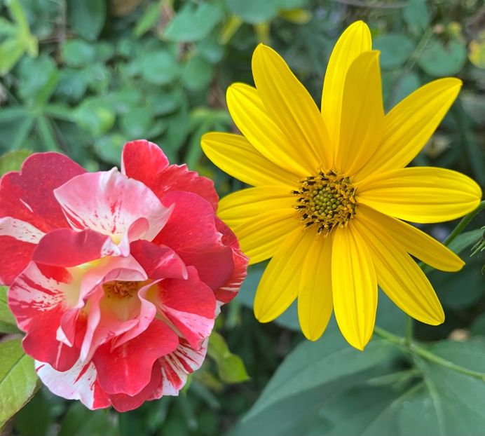 0C899FE1-BAA3-4B99-B5A0-7F98AAD3B59B - Trandafiri 2023 3 2024