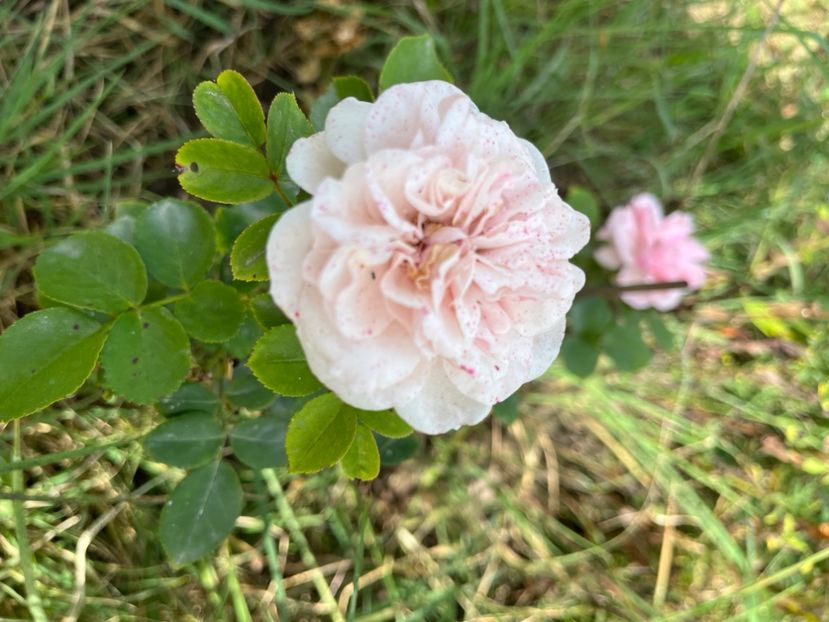 D22F73C6-97E8-4C10-AFA1-703E4B46D16E - Trandafiri 2023 3 2024