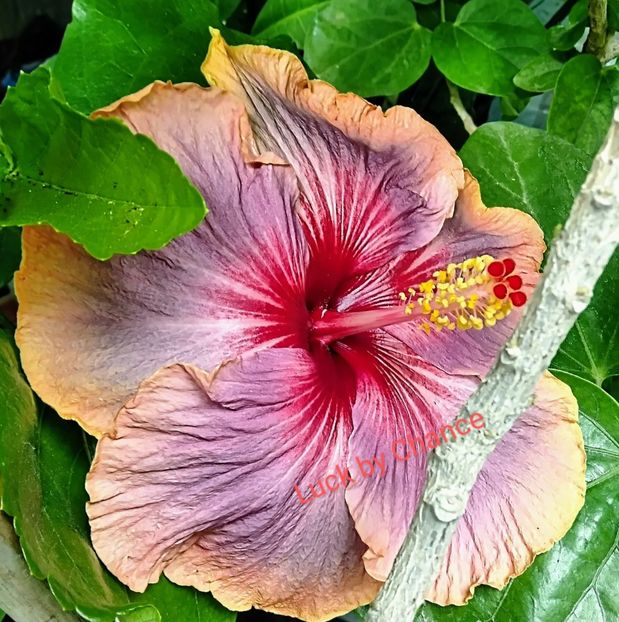  - Hibiscus Luck by Chance