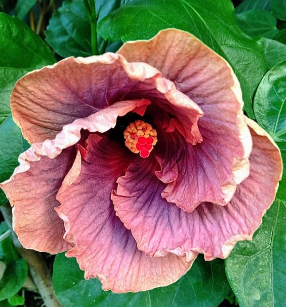  - Hibiscus Luck by Chance