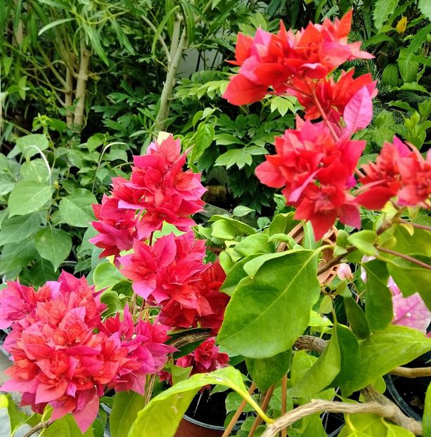 Mahara Orange - Flori 2023