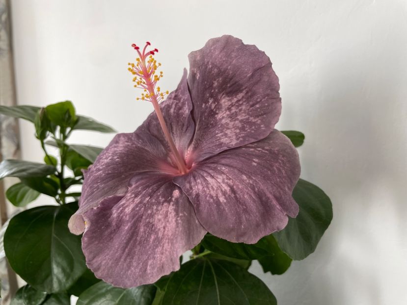  - 001 - Hibiscusi 2023