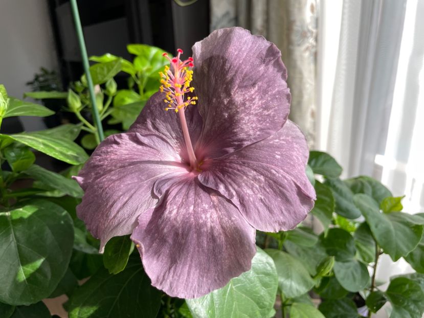  - 001 - Hibiscusi 2023