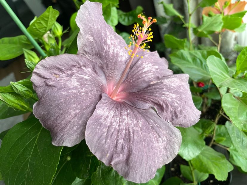  - 001 - Hibiscusi 2023