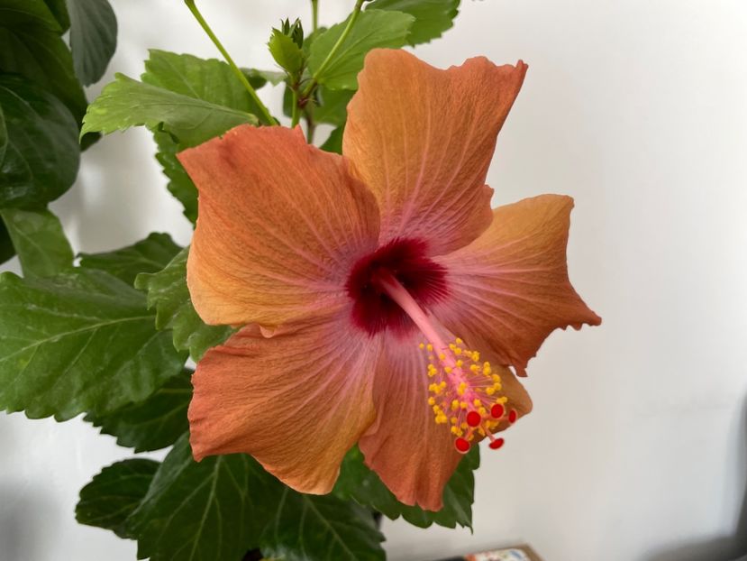  - 001 - Hibiscusi 2023