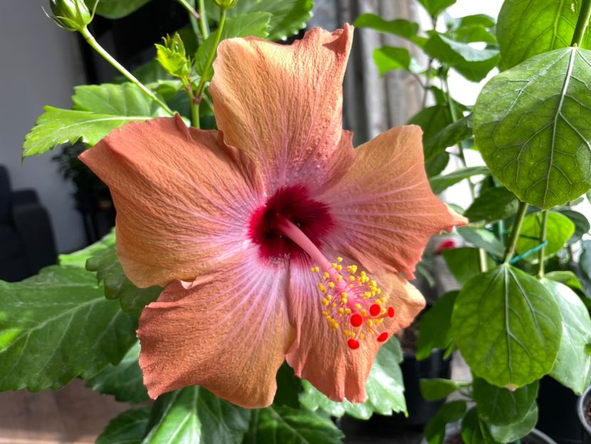  - 001 - Hibiscusi 2023