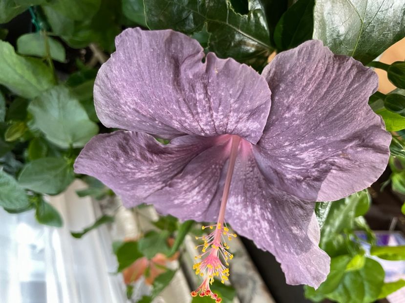  - 001 - Hibiscusi 2023