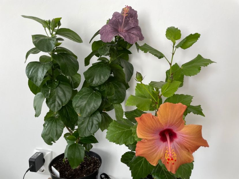  - 001 - Hibiscusi 2023