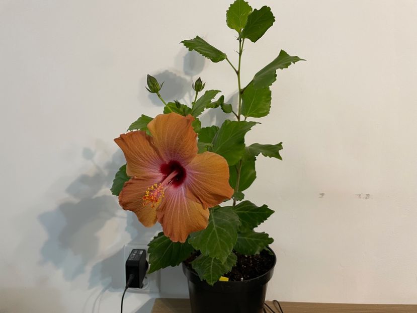  - 001 - Hibiscusi 2023