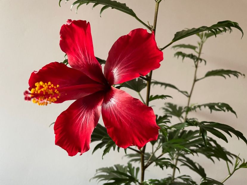  - 001 - Hibiscusi 2023