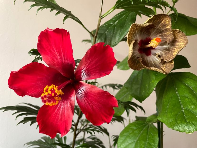  - 001 - Hibiscusi 2023