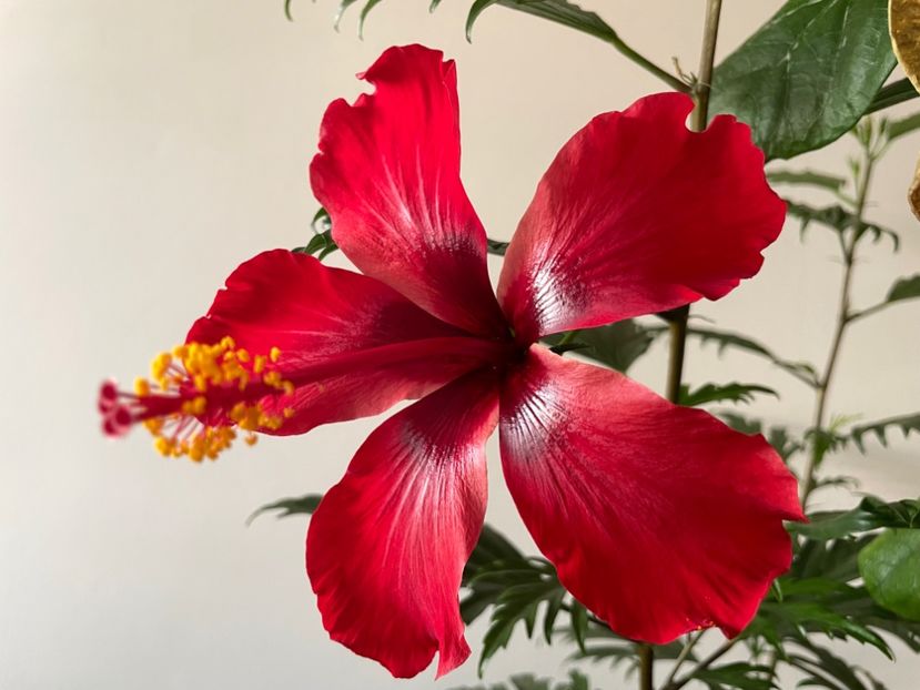  - 001 - Hibiscusi 2023