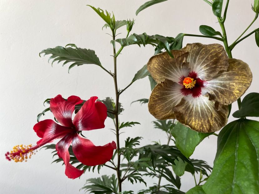  - 001 - Hibiscusi 2023