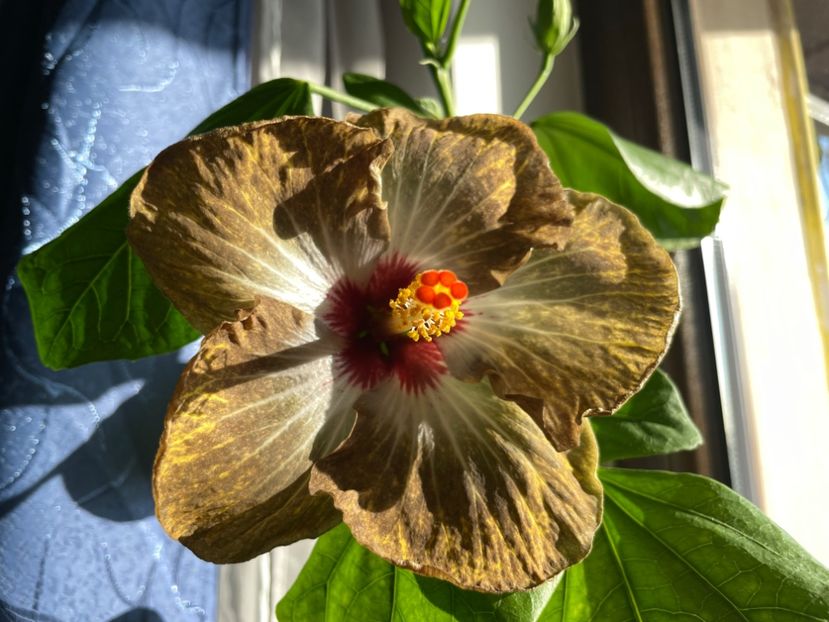  - 001 - Hibiscusi 2023