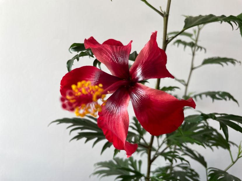  - 001 - Hibiscusi 2023