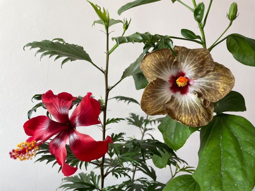  - 001 - Hibiscusi 2023