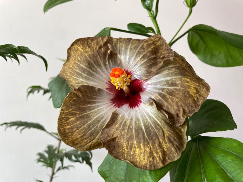  - 001 - Hibiscusi 2023