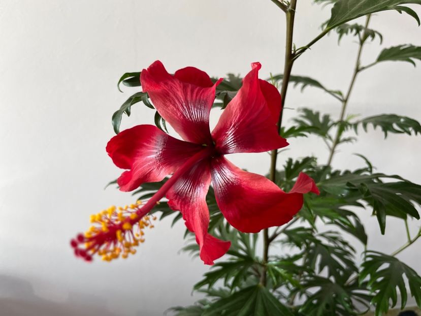  - 001 - Hibiscusi 2023