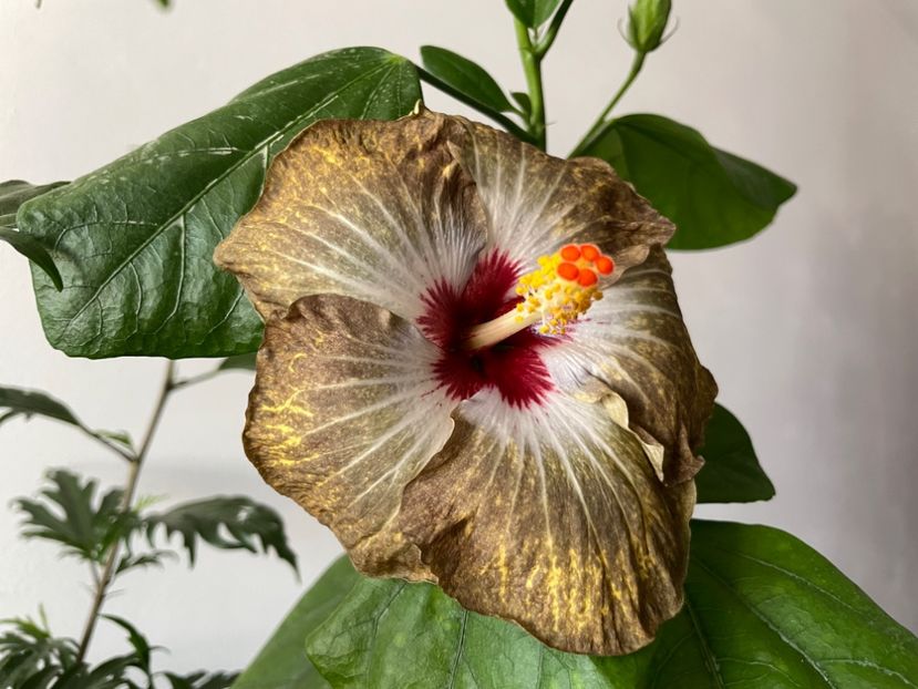  - 001 - Hibiscusi 2023