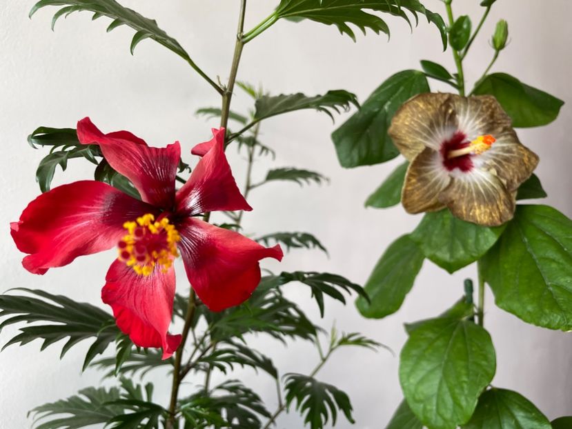  - 001 - Hibiscusi 2023