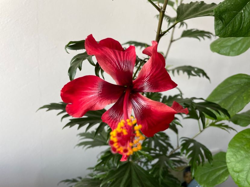  - 001 - Hibiscusi 2023