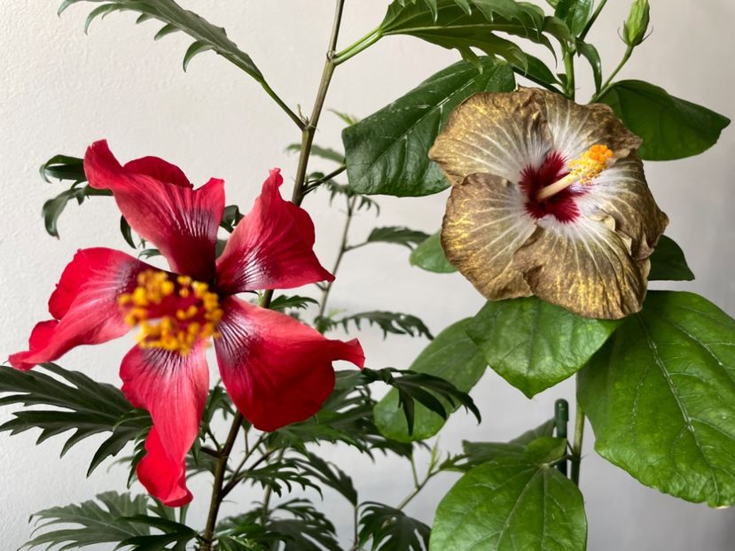  - 001 - Hibiscusi 2023