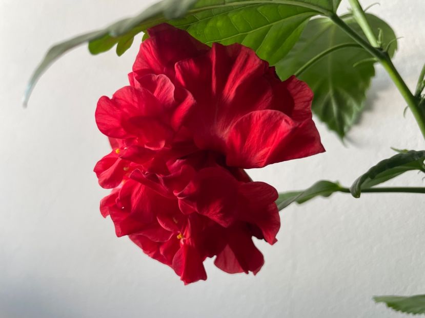  - 001 - Hibiscusi 2023