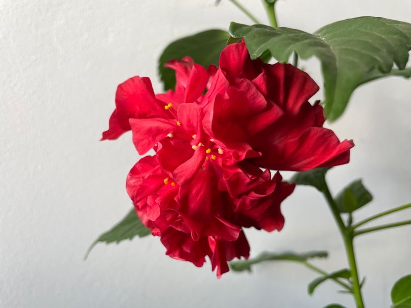  - 001 - Hibiscusi 2023