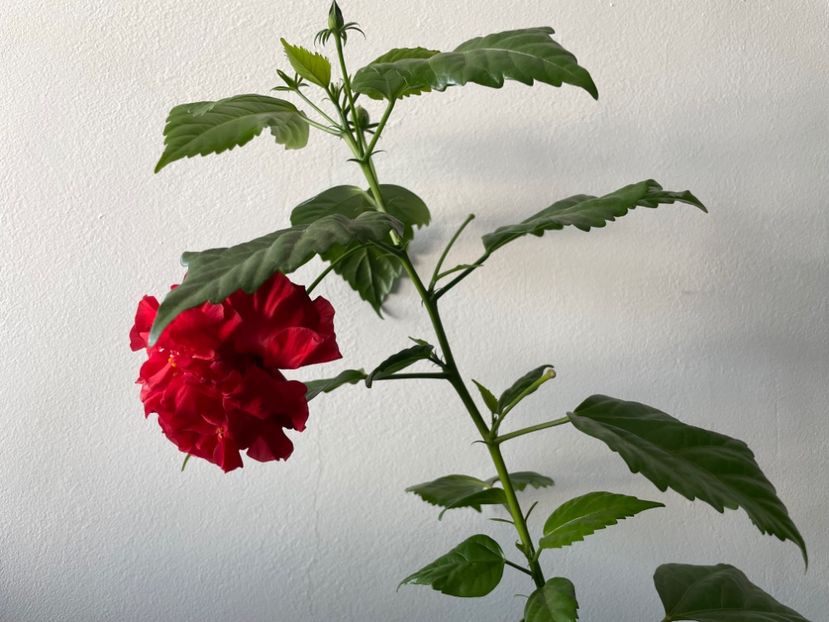  - 001 - Hibiscusi 2023