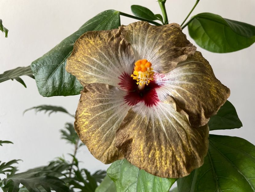  - 001 - Hibiscusi 2023