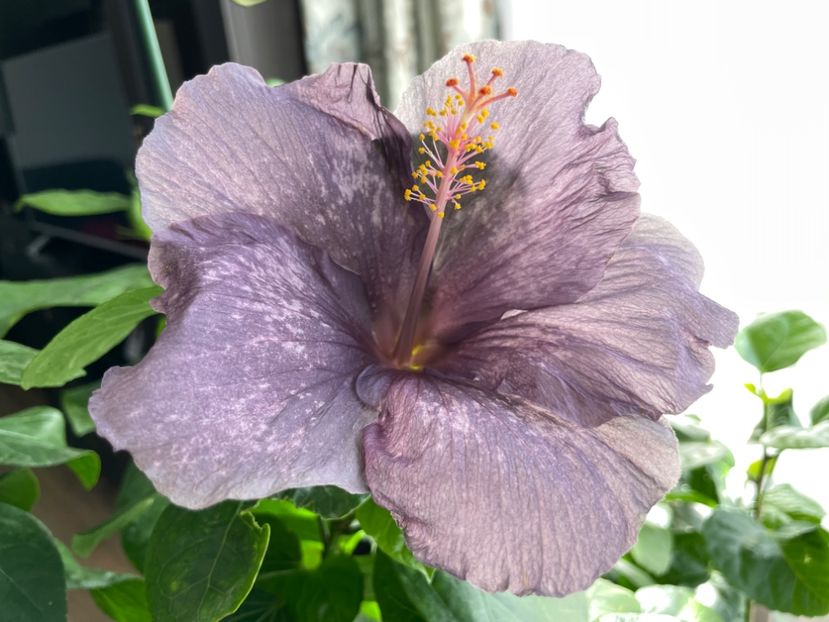  - 001 - Hibiscusi 2023