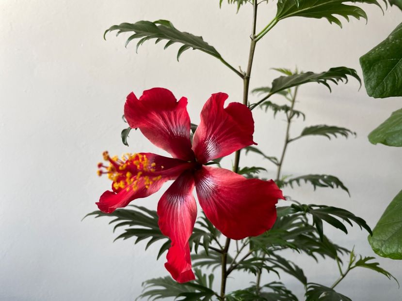  - 001 - Hibiscusi 2023