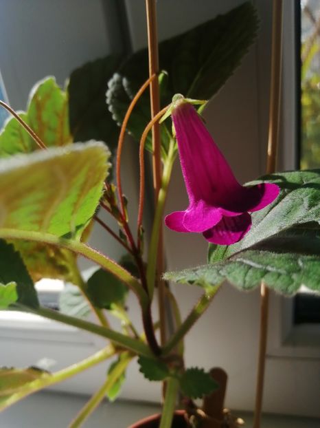  - Smithicodonia Hertland s Joy