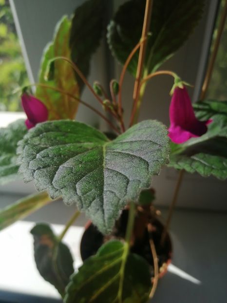  - Smithicodonia Hertland s Joy