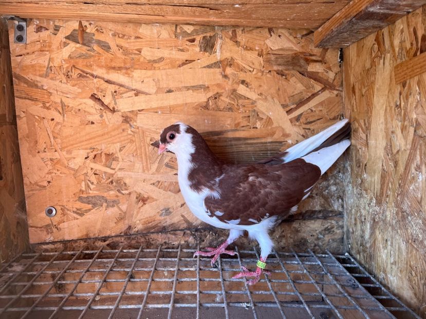 3075/23 - 6-lot zbor 2023