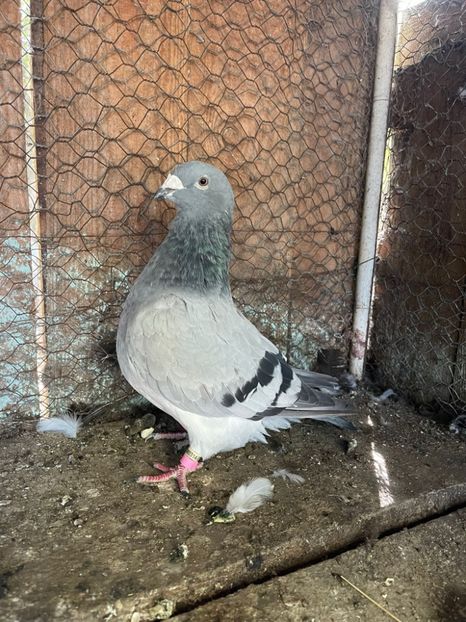 15FB8B91-E7C2-4DF9-AD20-0173024E23A5 - Standard