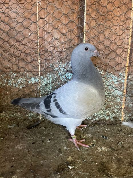 EFBAA377-19B4-400B-9F6C-B618954C9E37 - Standard