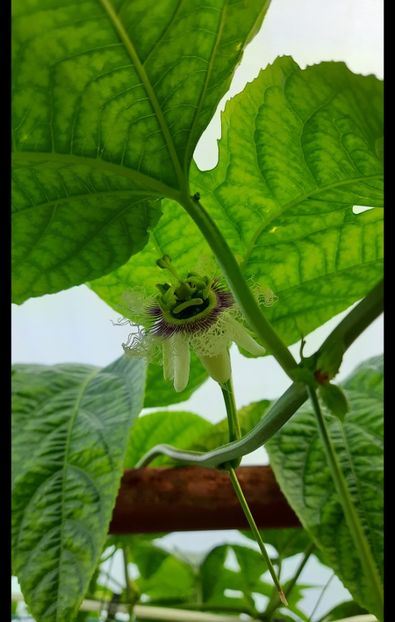 Floarea fructului 07 10 2023 - Fructul pasiunii 2023