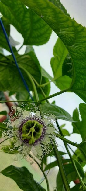 07 10 2023 - Fructul pasiunii 2023