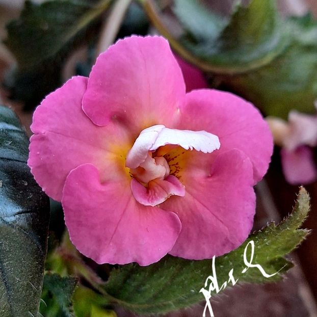 Brid s Rochen - Achimenes